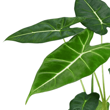 Alocasia Frydek in witte Brussels pot |  Ø12cm - 35cm