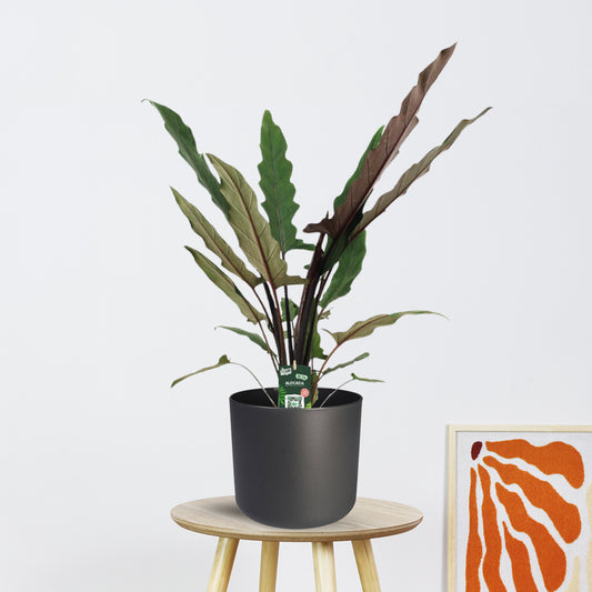 Alocasia Lauterbachiana (80cm - Ø19cm)