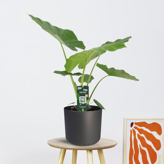 Alocasia Macrorrhiza (70cm - Ø19cm)