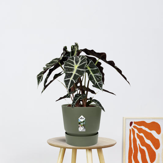 Alocasia Polly (45cm - Ø17cm)