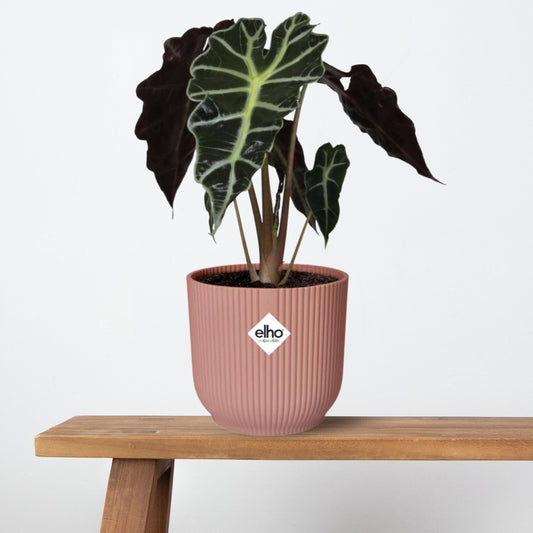 Alocasia ‘Polly’ in ELHO Vibes Fold 14cm