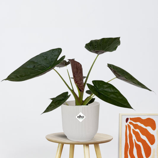Alocasia Wentii (85cm - Ø19cm)