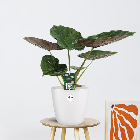 Alocasia Wentii Olifantsoor (70cm - Ø19cm)