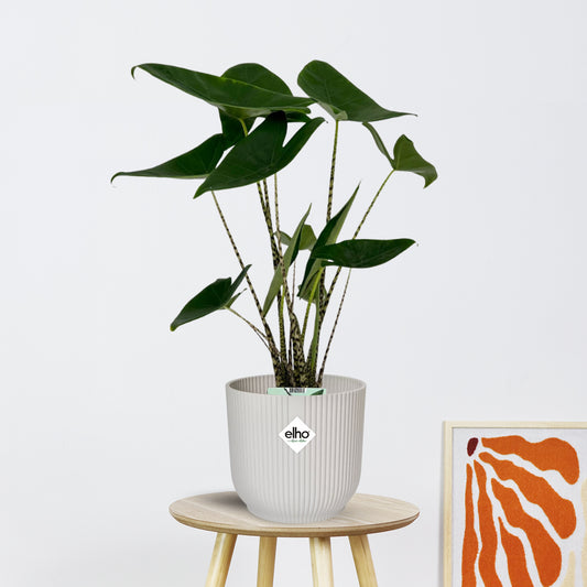 Alocasia Zebrina Olifantsoor (75cm - Ø19cm)