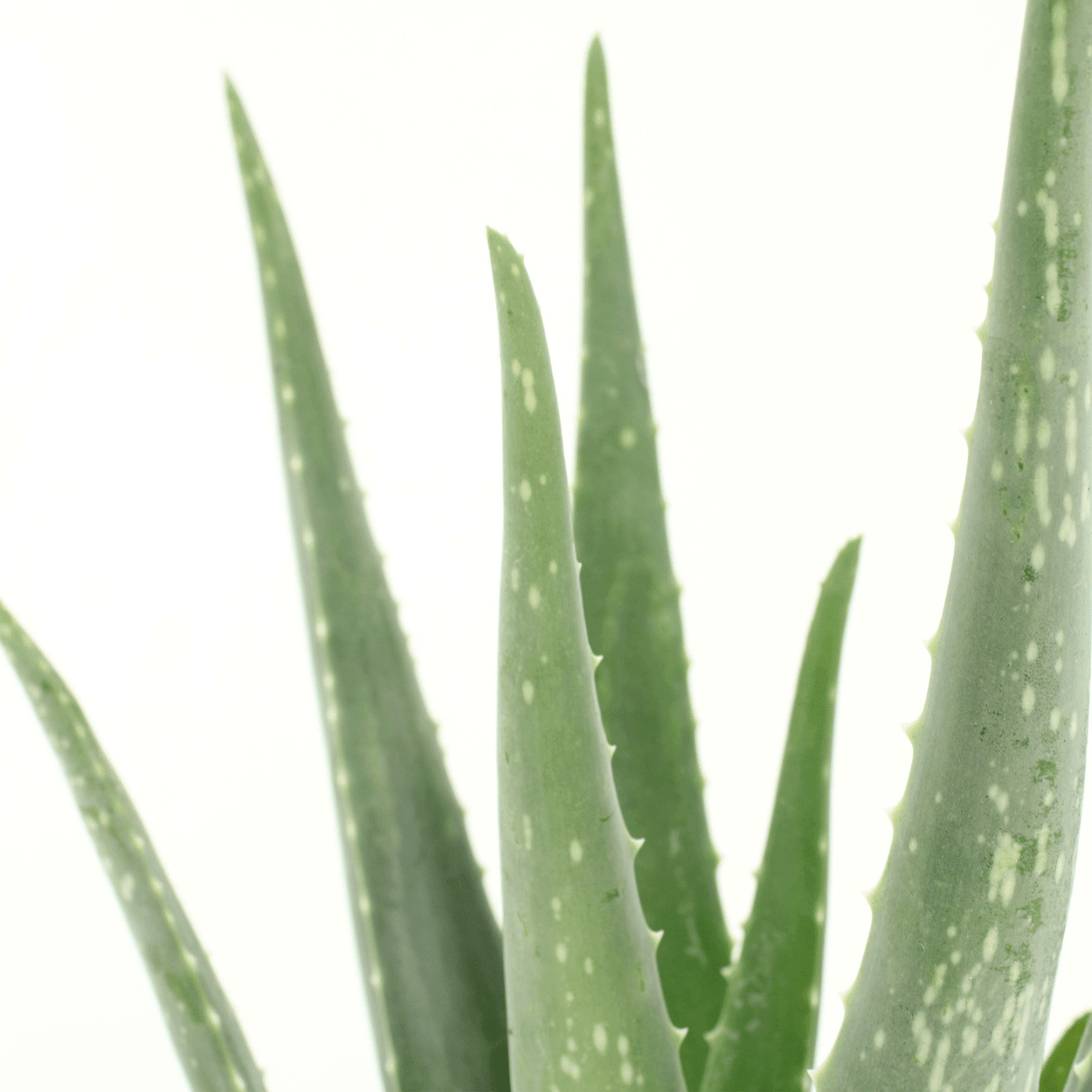 Aloe Vera 12cm in ELHO Vibes Fold 14cm