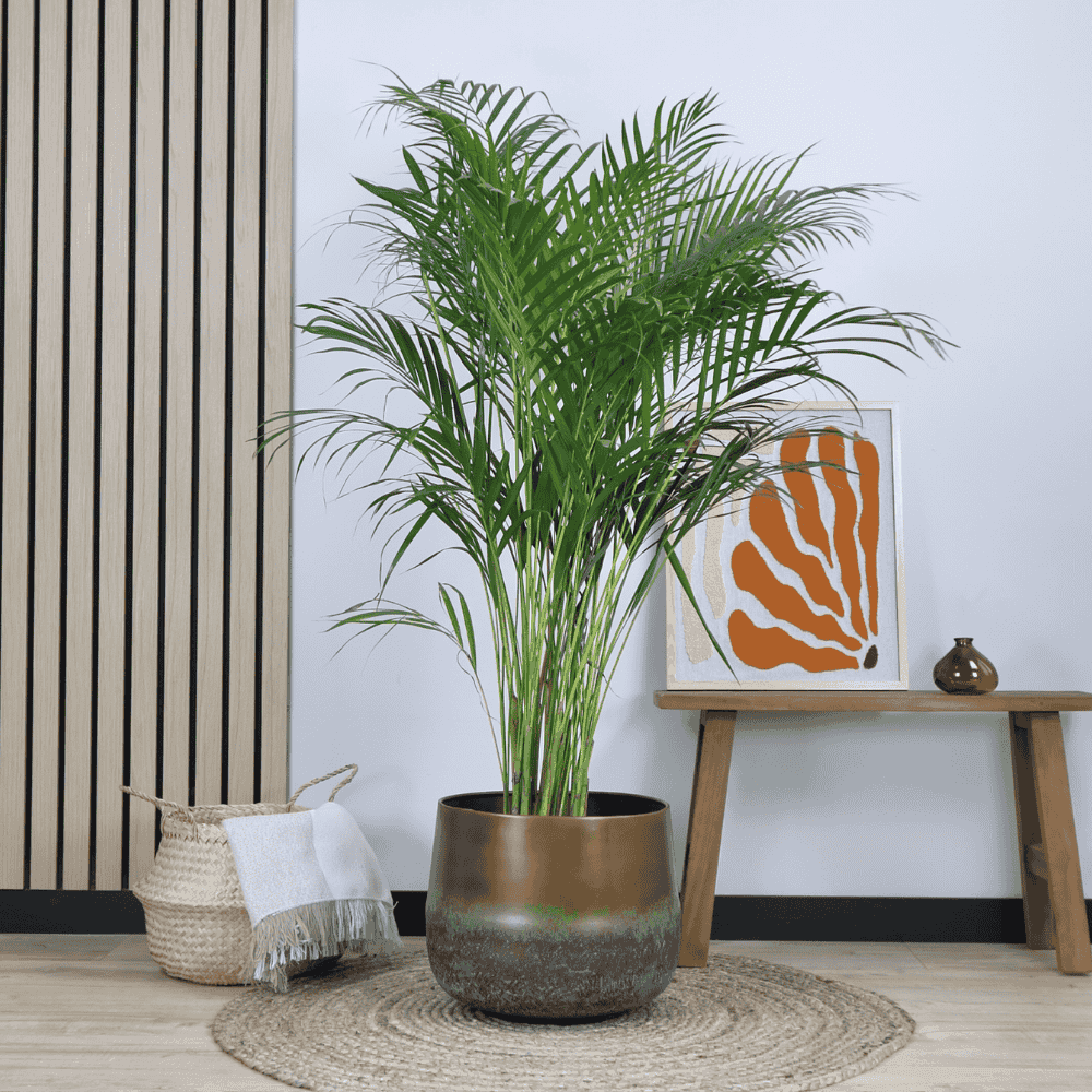 Areca palm (130cm - Ø24cm) Plant Greenify