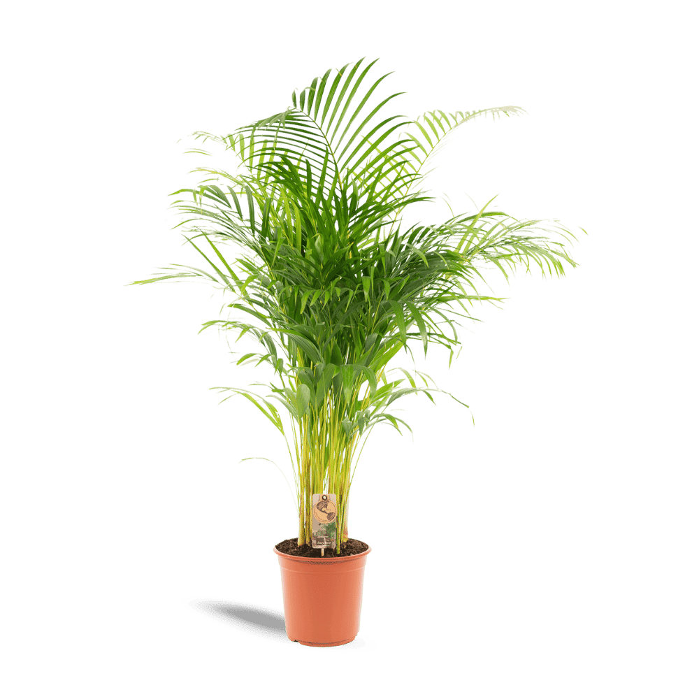 Areca palm (130cm - Ø24cm) Plant Greenify