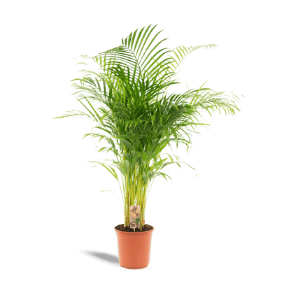 Areca palm (130cm - Ø24cm) Plant Greenify