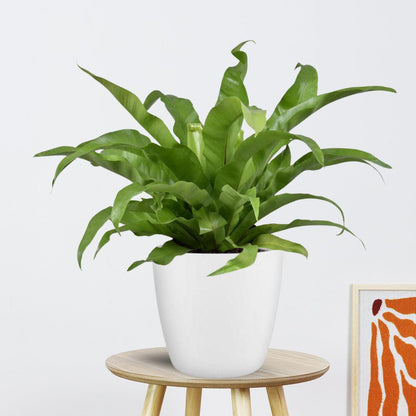 Asplenium Antiquum in Pot |  Ø17cm - 45cm