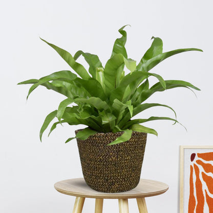 Asplenium Antiquum in Pot |  Ø17cm - 45cm