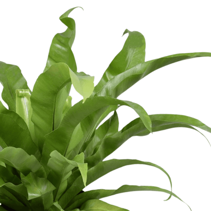 Asplenium Antiquum in Pot |  Ø17cm - 45cm