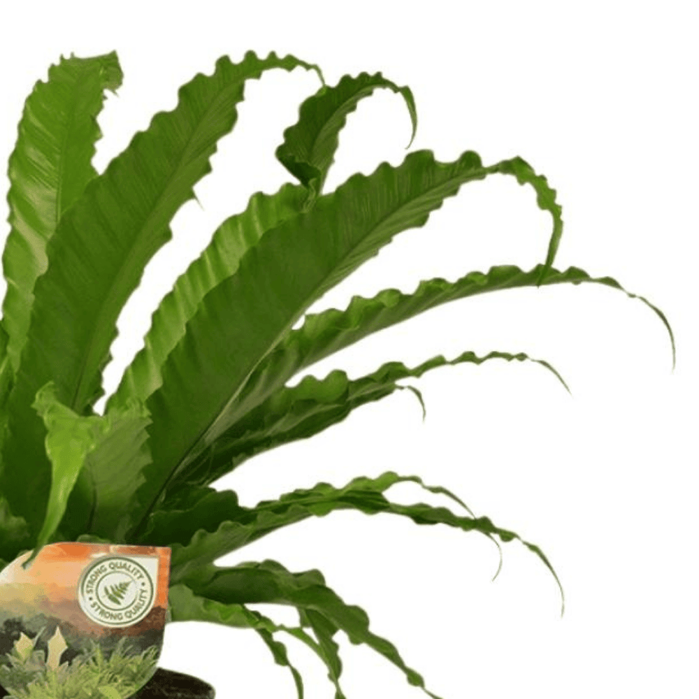 Asplenium Osaka in Selin Pot | Ø17cm - 40cm
