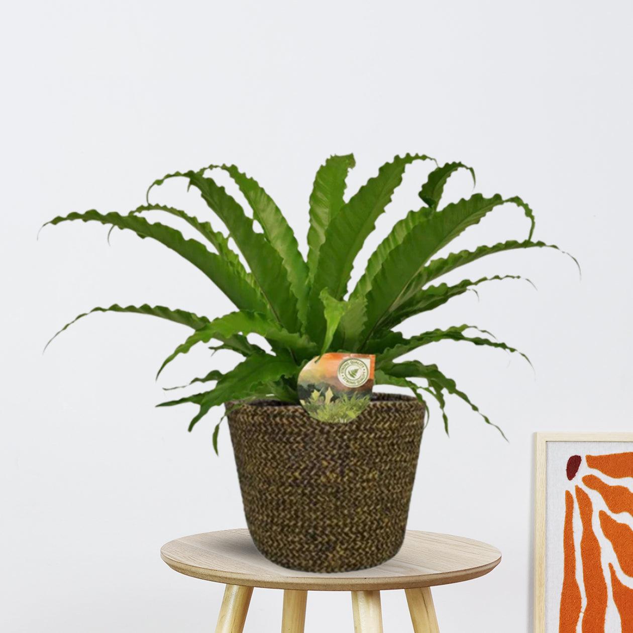 Asplenium Osaka in Selin Pot | Ø17cm - 40cm