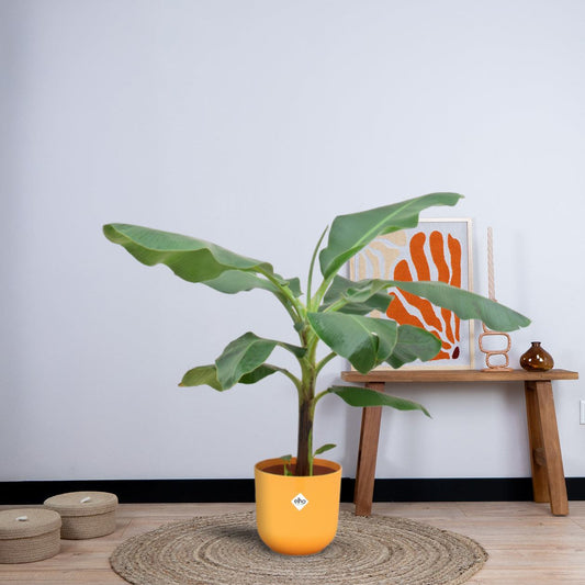 Combi deal - Bananenplant (Musa) inclusief elho Jazz Round (100 cm - Ø23) Plant Greenify