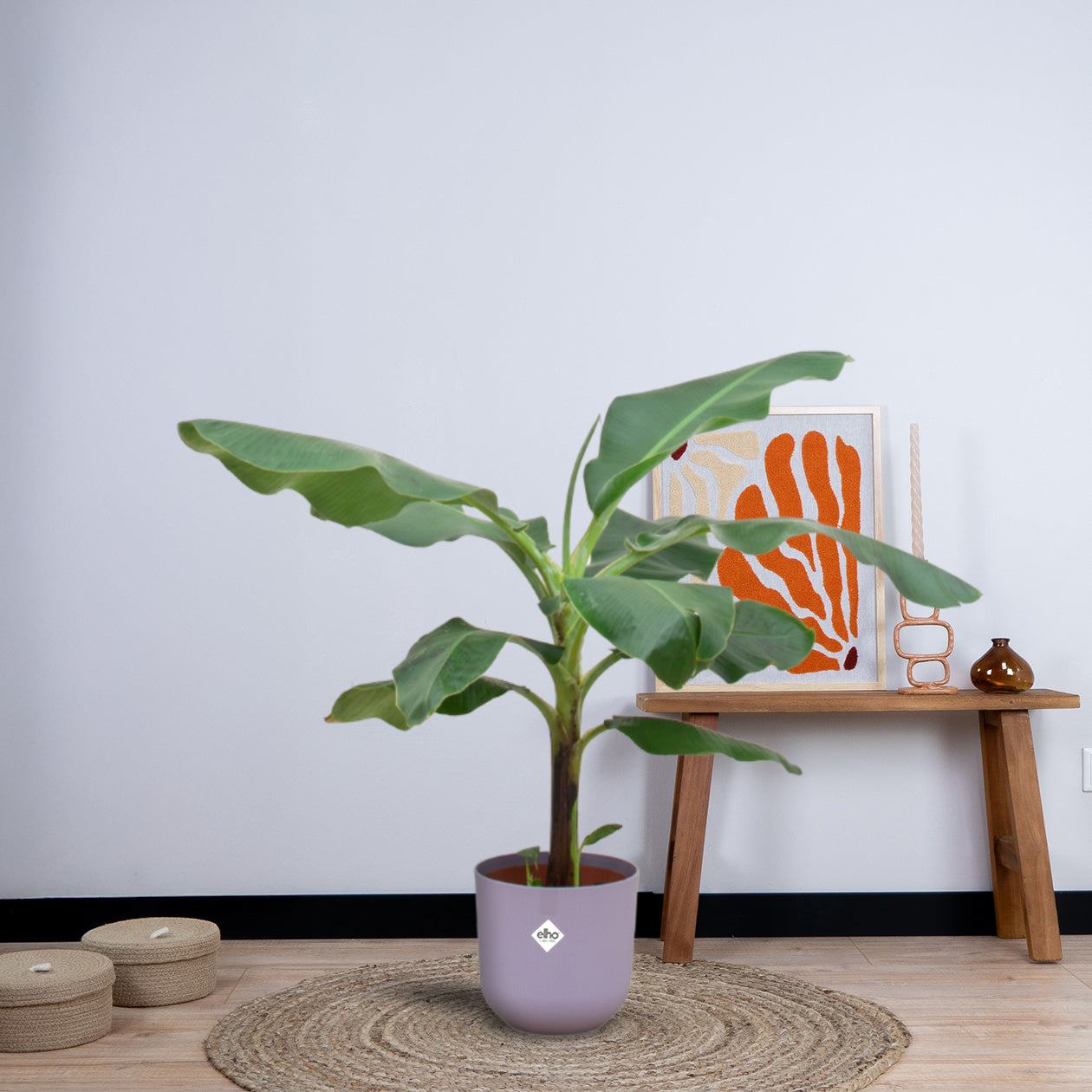 Combi deal - Bananenplant (Musa) inclusief elho Jazz Round (100 cm - Ø23) Plant Greenify