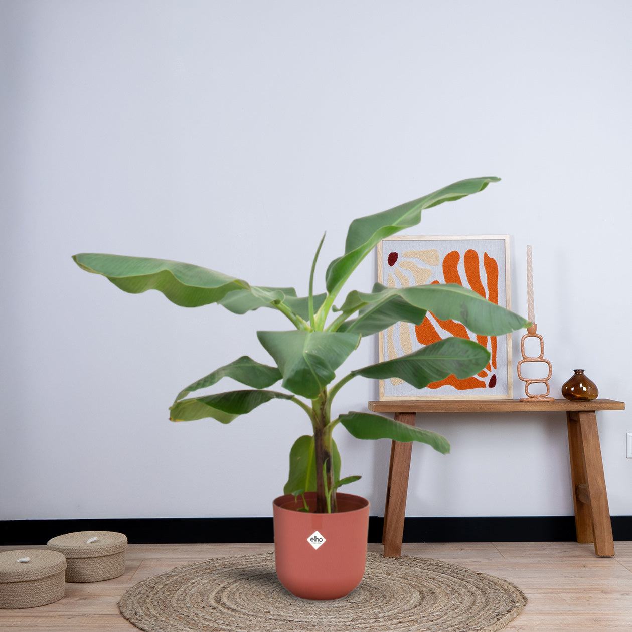 Combi deal - Bananenplant (Musa) inclusief elho Jazz Round (100 cm - Ø23) Plant Greenify