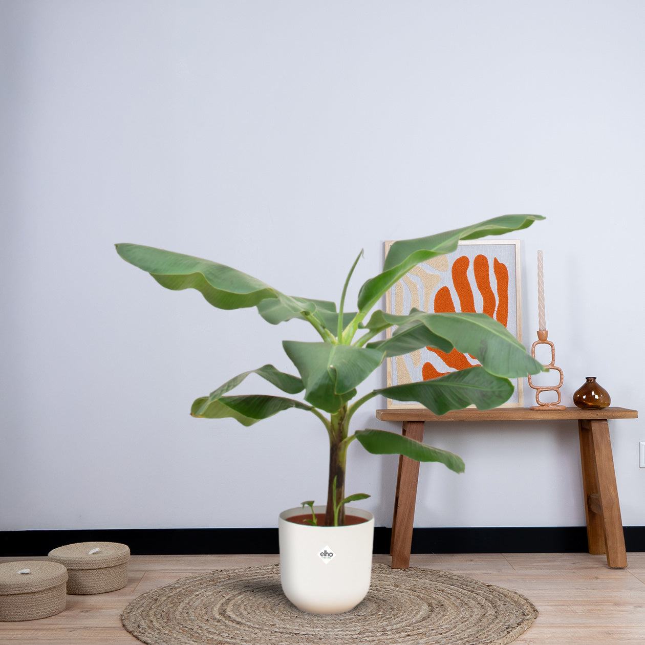 Combi deal - Bananenplant (Musa) inclusief elho Jazz Round (100 cm - Ø23) Plant Greenify