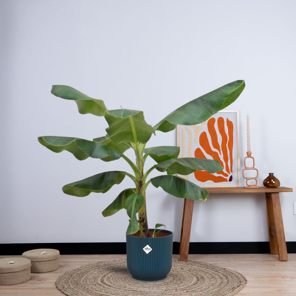 Combi deal - Bananenplant (Musa) inclusief elho Vibes Fold Round (100 cm - Ø22) Plant Greenify
