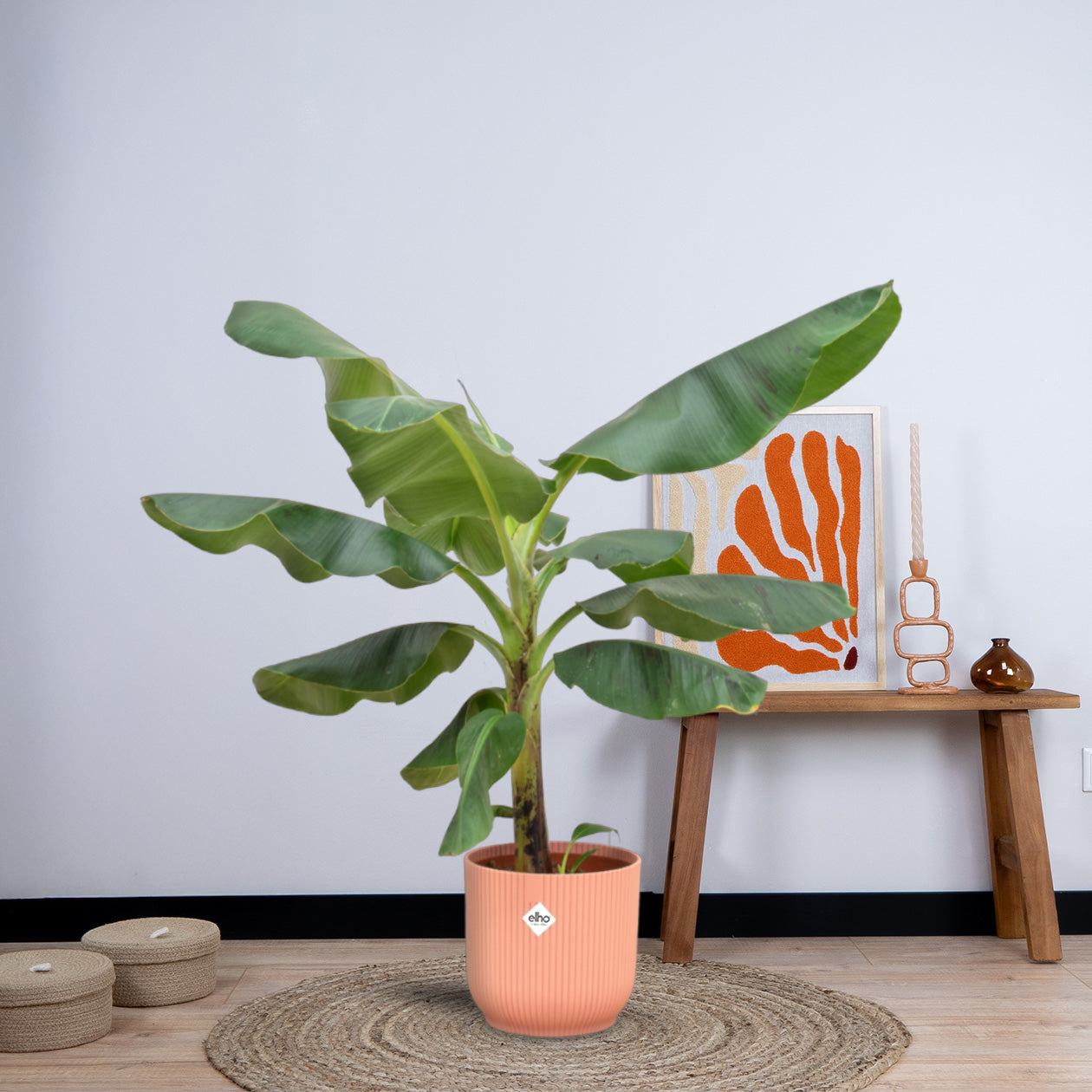 Combi deal - Bananenplant (Musa) inclusief elho Vibes Fold Round (100 cm - Ø22) Plant Greenify