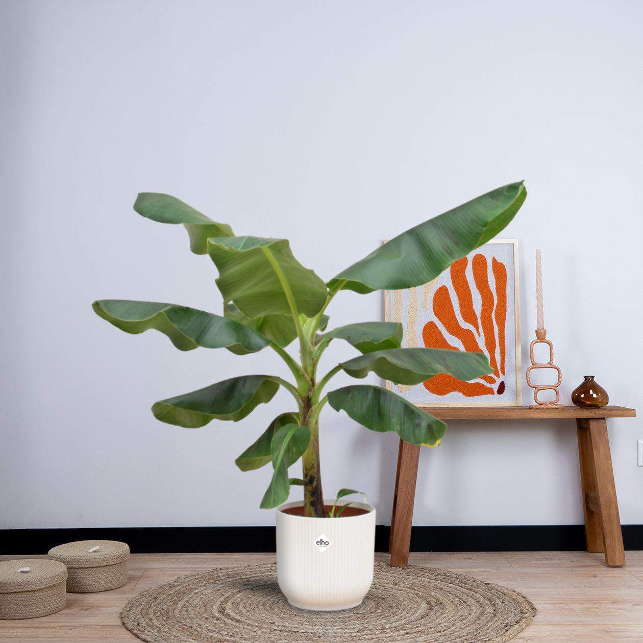 Combi deal - Bananenplant (Musa) inclusief elho Vibes Fold Round (100 cm - Ø22) Plant Greenify