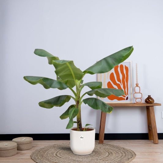Combi deal - Bananenplant (Musa) inclusief elho Vibes Fold Round (100 cm - Ø22) Plant Greenify