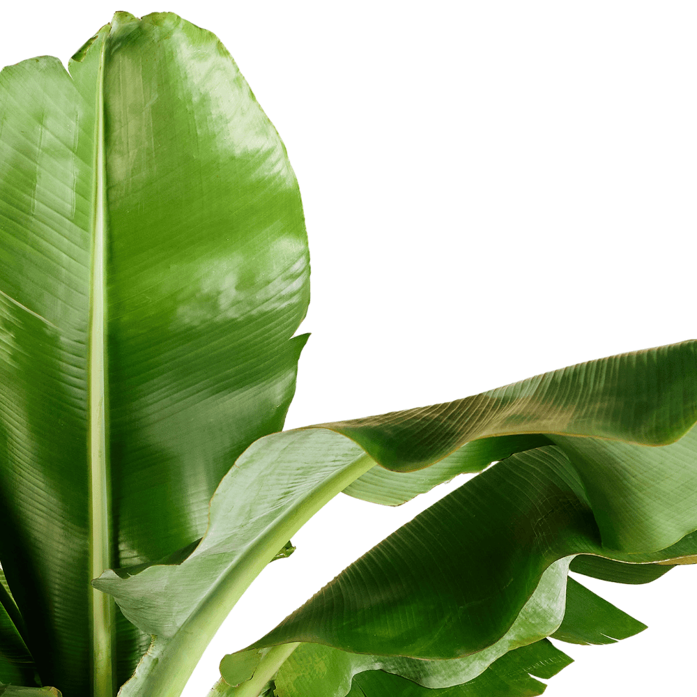Combi deal - Bananenplant (Musa) inclusief elho Jazz Round (100 cm - Ø23) Plant Greenify
