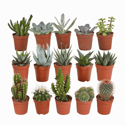Cactus en vetplanten mix (Ø5.5 cm & in diverse potten) Plant Greenify