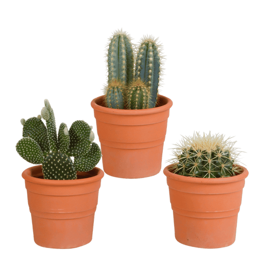 Cactus mix (Ø10,5 cm & in diverse potten) Plant Greenify