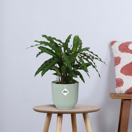 Calathea Bluegrass (35 cm - Ø12cm)