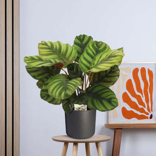 Calathea Fasciata zonder pot (50cm - Ø14cm)