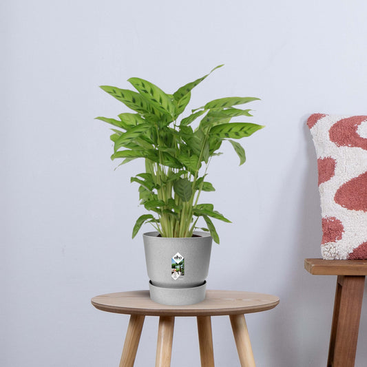 Calathea Leopardina (35 cm - Ø12cm)