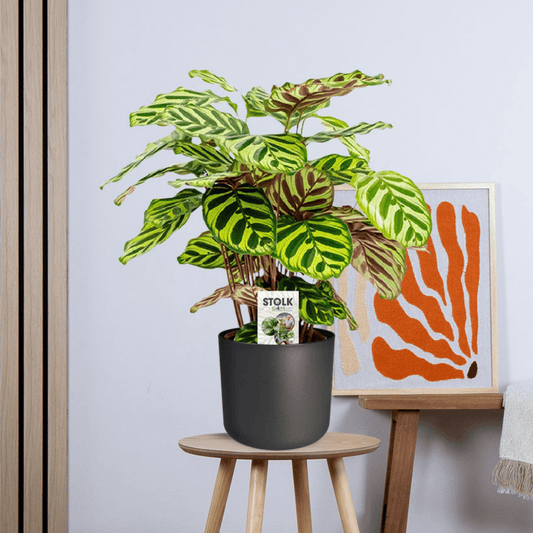 Calathea Makoyana zonder pot (45cm - Ø14cm)