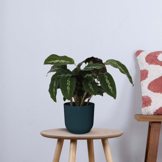 Calathea Maui Queen (35 cm - Ø12cm)