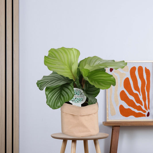 Calathea Orbifolia zonder pot (45cm - Ø14cm)