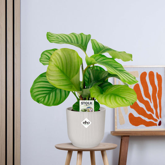 Calathea Orbifolia zonder pot (50cm - 14cm)