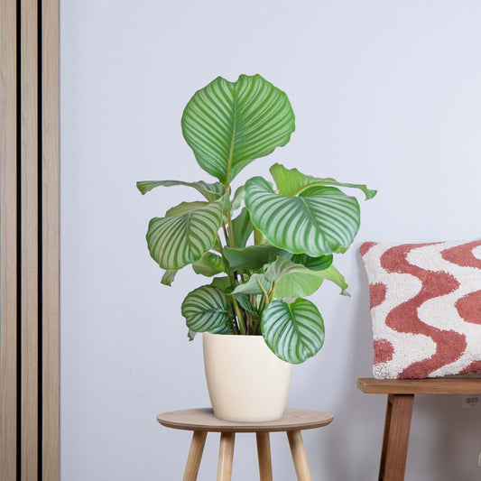 Calathea Orbifolia met Yuki wit (65cm - Ø21)
