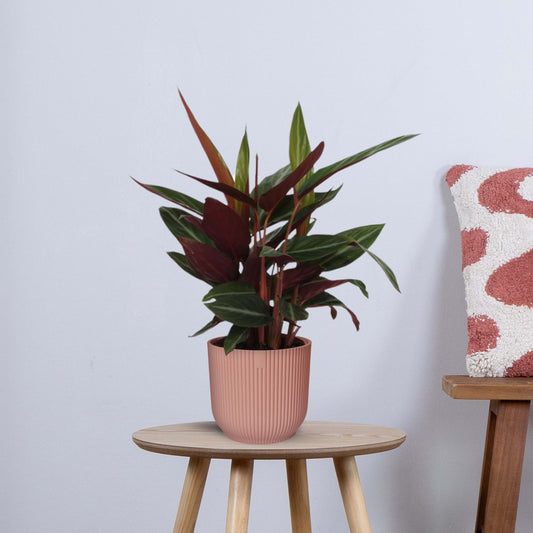 Calathea Stripestar  (40 cm - Ø12cm)
