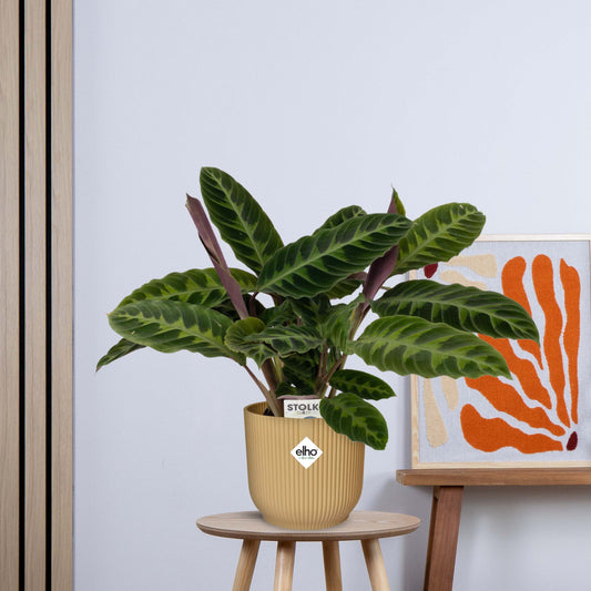 Calathea Warscewiczii zonder pot - (50cm - Ø14cm)
