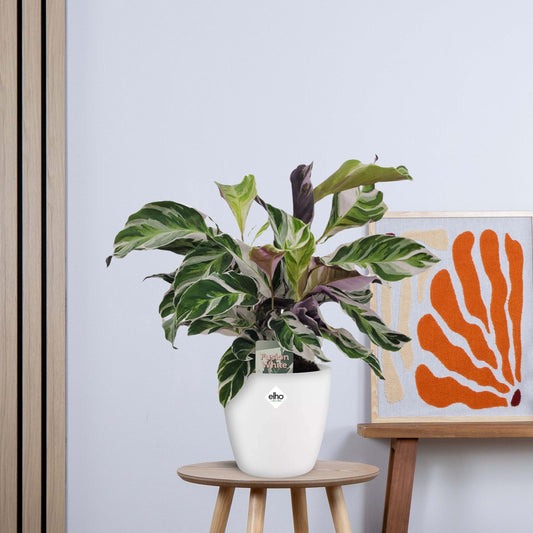 Calathea White Fusion (40cm - Ø14cm)