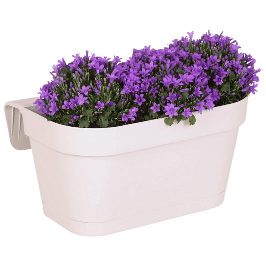 Campanula Addenda Ambella Intense purple - Balkonbak wit 36 cm Plant Greenify