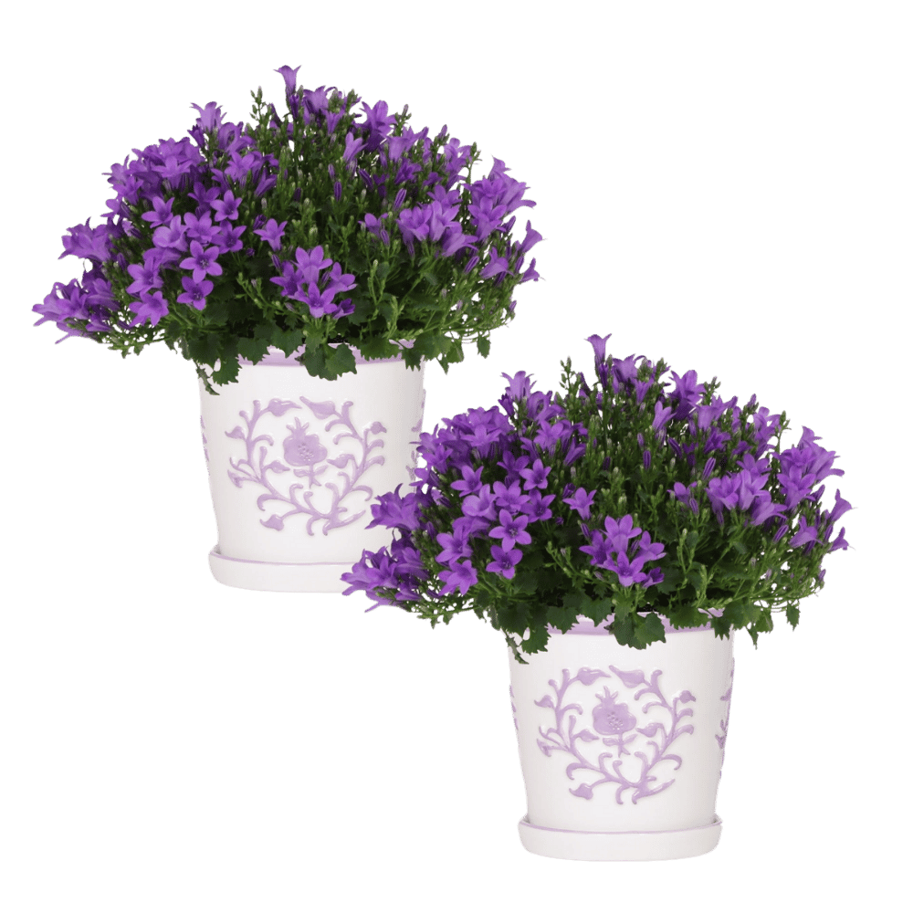 Campanula Addenda Ambella Intense purple in Malaga sierpotten - potmaat 12cm Plant Greenify