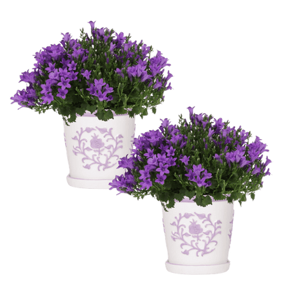 Campanula Addenda Ambella Intense purple in Malaga sierpotten - potmaat 12cm Plant Greenify