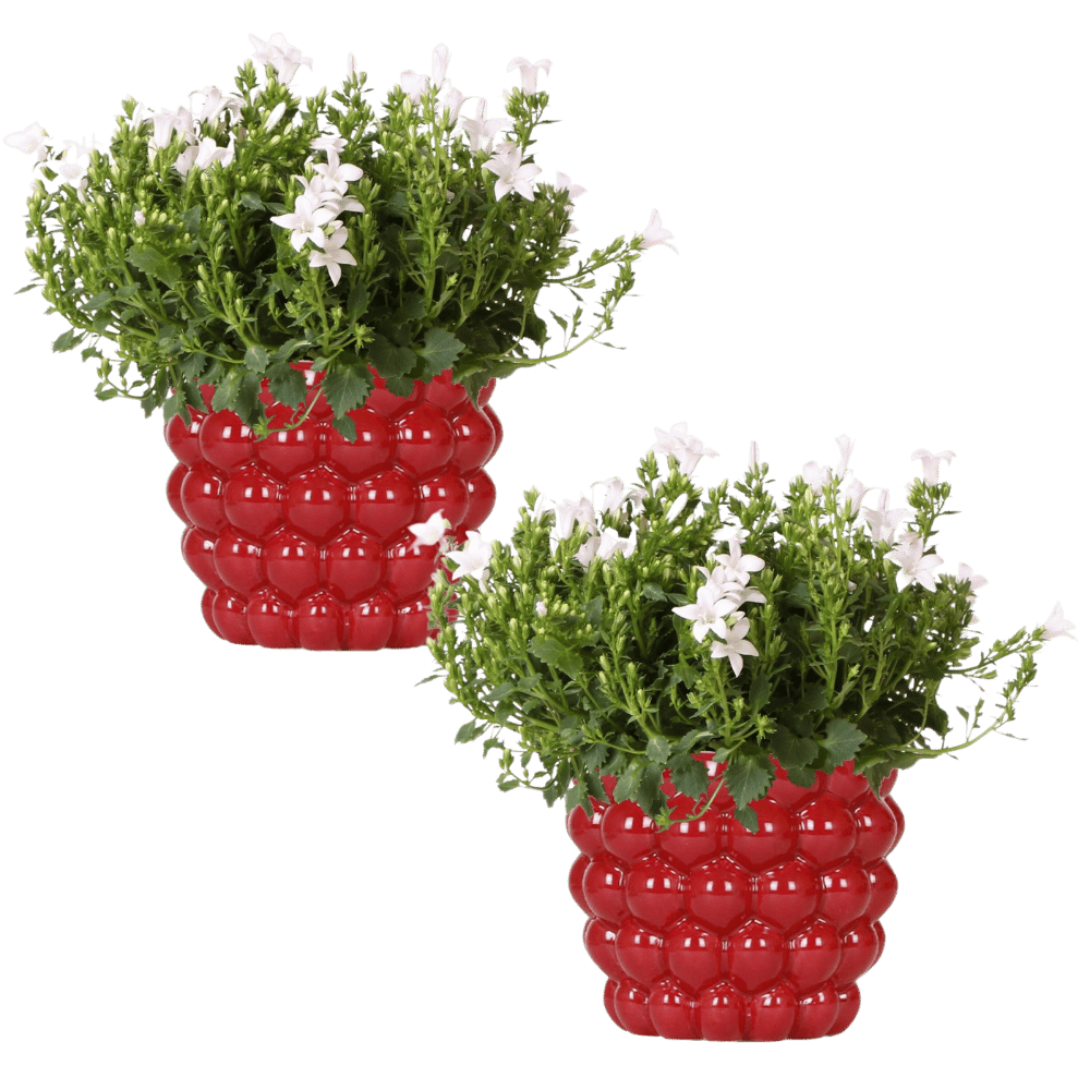 Campanula Addenda Ambella White in Berry sierpotten - potmaat 12 Plant Greenify