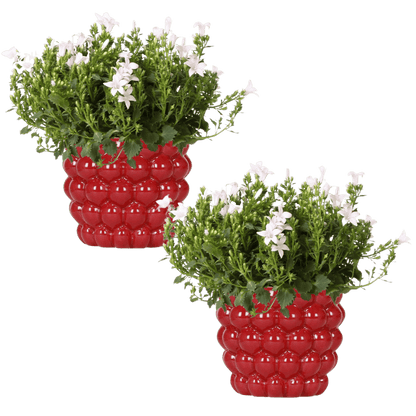 Campanula Addenda Ambella White in Berry sierpotten - potmaat 12 Plant Greenify