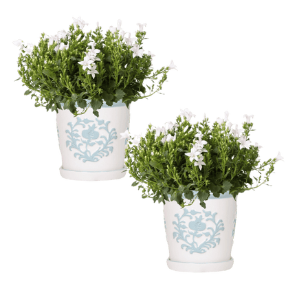 Campanula Addenda Ambella White in Malaga sierpotten - potmaat 12cm Plant Greenify