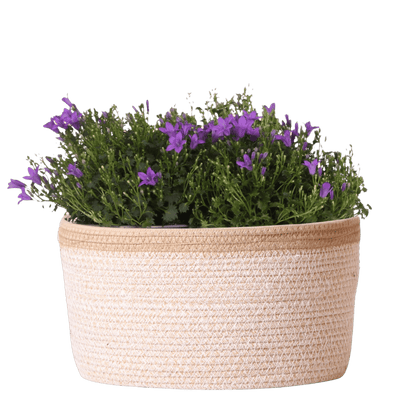 Campanula Addenda Ambella Intense purple - handgeweven rieten mand Plant Greenify