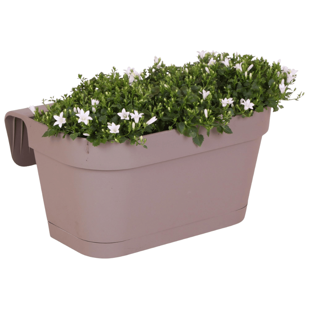 Campanula Addenda Ambella Wit - Balkonbak taupe 36 cm Plant Greenify