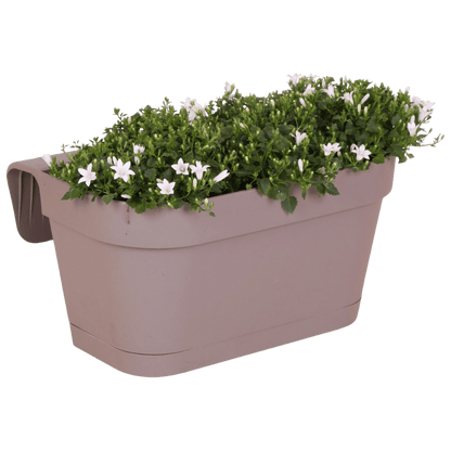 Campanula Addenda Ambella Wit - Balkonbak taupe 36 cm Plant Greenify