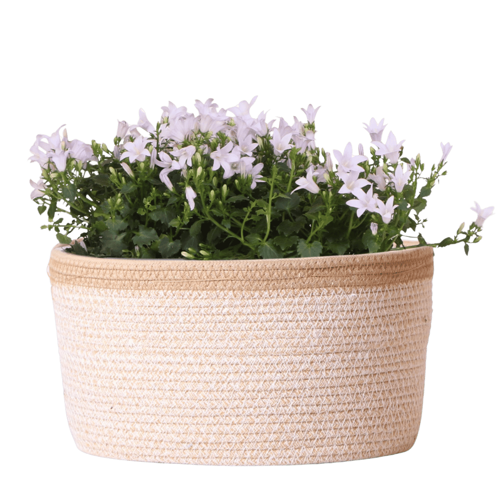 Campanula Addenda Ambella white - handgeweven rieten mand Plant Greenify