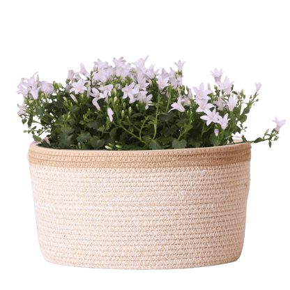 Campanula Addenda Ambella white - handgeweven rieten mand Plant Greenify
